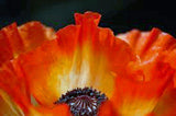Poppy, Flanders, 500+ Seeds, Organic, Stunning Bright Red Flower, Great Poppies - Country Creek LLC