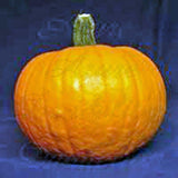 Pumpkin Seed, Mammoth Gold, Heirloom, Organic, NON-GMO Seeds, Large Pumpkins - Country Creek LLC