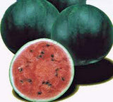 Watermelon Garden Collection, Heirloom, Organic Seeds, 4 Top Varieties - Country Creek LLC