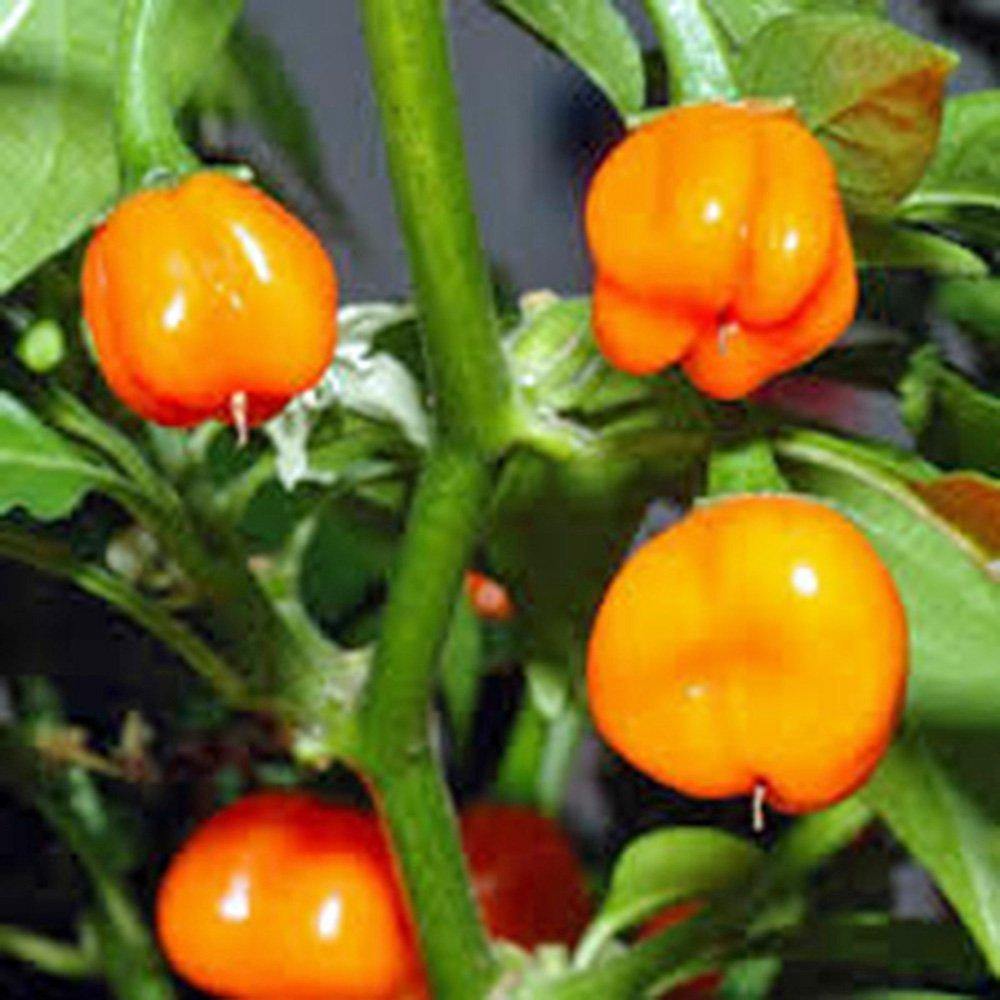 Hot Pepper Seed Mix Garden Collection, Heirloom Seeds, 7 Top Seeds