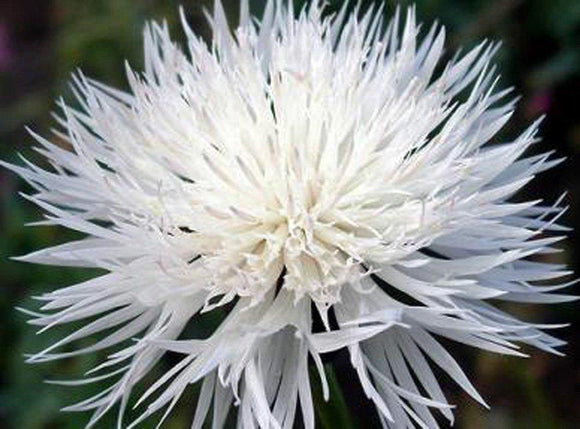 Bachelor Button Seeds, Tall White Seeds, Organic, seeds, Beautiful White colored Blooms. - Country Creek LLC