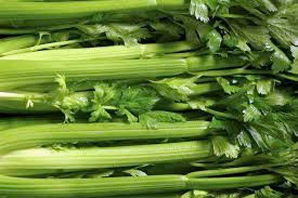 Celery Seed, Tendercrisp, NON GMO Seeds, Heirloom, Organic, Great for Gardening - Country Creek LLC