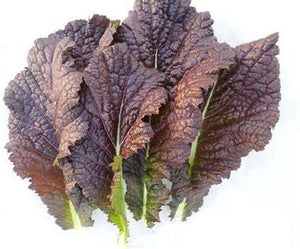 Red Giant Mustard Green Seeds  - Non-GMO - A Beautiful Mustard from Japan Well-savoyed Leaves, predominately Reddish-Purple with an Undercoat of deep Green. - Country Creek LLC - Country Creek LLC