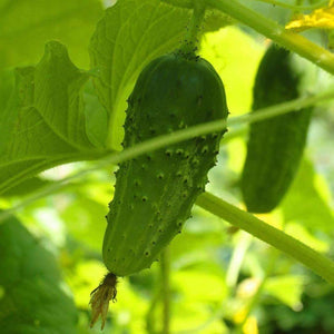 SMR 58 Cucumber Seeds  - Non-GMO - A Vigorous Standard Pickling Cucumber That Produces Massive yields of mild Flavored Cucumbers. - Country Creek LLC - Country Creek LLC