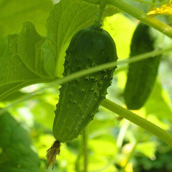 cucumber seeds for planting SMR 58 Cucumber Seeds - Non-GMO