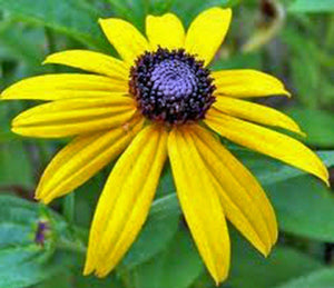 seed & flower llc Black Eyed Susan Seeds Beautiful Vivid Bright Colorful Flowers – Country Creek LLC