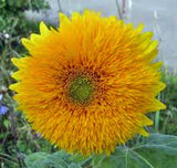 Sunflower, Giant Sungold 20+ Seeds Organic Large Beautiful Vivid Colorful Blooms - Country Creek LLC
