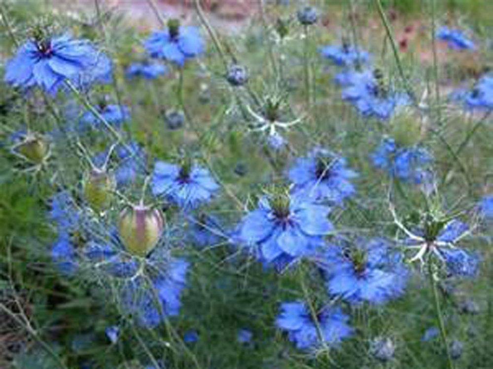 lOVE IN A MIST SEEDS , Flower Seeds , BEAUTIFUL BLUE FLOWER – Country Creek  LLC