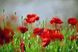 Poppy, Flanders, 500+ Seeds, Organic, Stunning Bright Red Flower, Great Poppies - Country Creek LLC