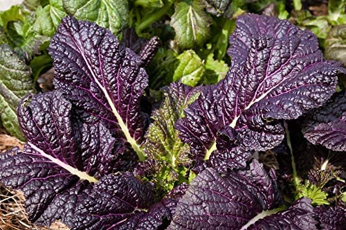 Osaka Purple Mustard Green Seeds - Non-GMO - Thick, Tender Leaves That are Succulent and Finely-Flavored. - Country Creek LLC - Country Creek LLC