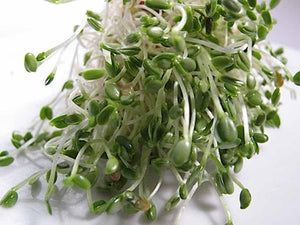 Clover, Red Sprouting Clover, seeds per pack, Organic, NON GMO, Clover sprouts are the new alfalfa - the basic leafy sprout. - Country Creek LLC