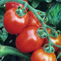 TOMATO, ITALIAN ROMA, HEIRLOOM, ORGANIC 100 SEEDS, DELICIOUS RED TASTY FRUIT - Country Creek LLC