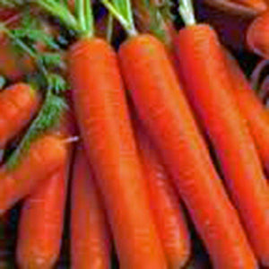 Carrot, Scarlet Nantes, Heirloom, Organic NON GMO Seeds, Tasty Carrot for Snacks - Country Creek LLC