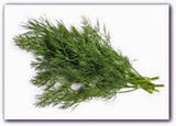 Dill Seed, Bouquet, Heirloom, Organic, NON-GMO Seeds,  Herb Fresh or Dried - Country Creek LLC