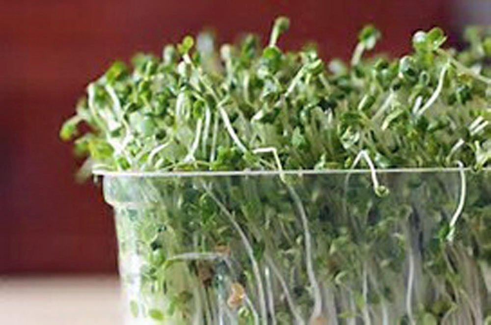 BROCCOLI- Organic, Non-GMO Seeds For Sprouting Sprouts Microgreens Country Creek LLC. Brand. - Country Creek LLC