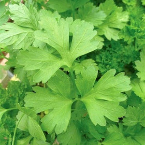 Plain or Single Parsley Seeds  - Non-GMO - A Small Version of Italian Giant with a Flavor That is Richer Than Curled Varieties. - Country Creek LLC - Country Creek LLC