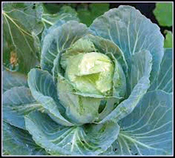 cabbage seeds from plant Cabbage Seed, Golden Acre, Heirloom, NON GMO Seeds, Tasty Healthy Vegg – Country Creek LLC