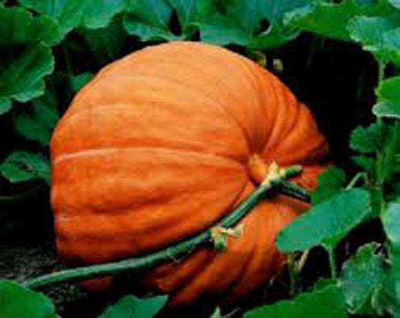 Pumpkin, Big Max pumpkin seeds, Heirloom, Organic, NON SEEDS , Giant Pumpkins - Country Creek LLC
