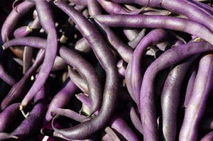 Royal Burgundy Bush Bean Seeds - 25 Count Seed Pack - Non-GMO - Eye-catching and Quick to Pick, These Beans are a Great Addition to Any Garden. - Country Creek LLC - Country Creek LLC