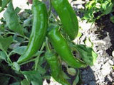PEPPER, ANAHEIM, HEIRLOOM, ORGANIC NON-GMO SEEDS, MILDLY SPICY GREAT FRESH OR DRIED - Country Creek LLC