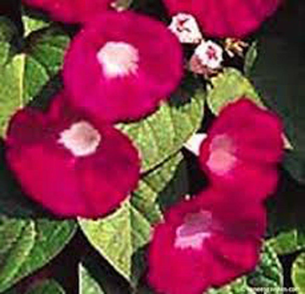 morning glory scarlet o'hara seeds Scarlet O' Hara Morning Glory Seeds Beautiful Season Long Blooms – Country Creek LLC