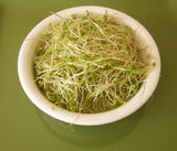Clover, Red Sprouting Clover, seeds per pack, Organic, NON GMO, Clover sprouts are the new alfalfa - the basic leafy sprout. - Country Creek LLC