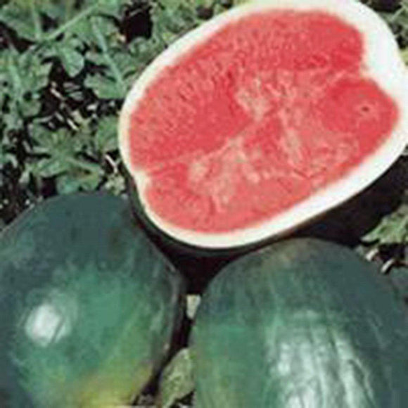 Watermelon Seed Garden Collection, Heirloom, Non Gmo, Organic Seeds, 6 Top Seeds - Country Creek LLC
