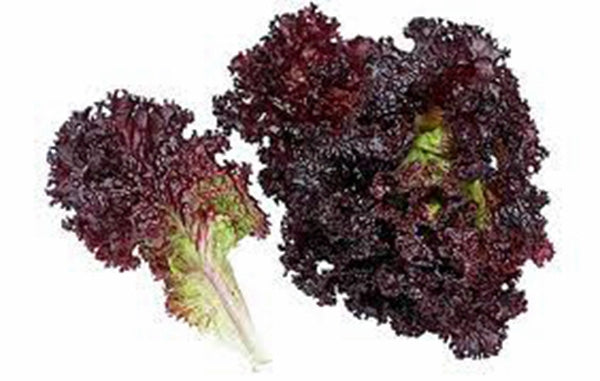 lolla rosa lettuce seeds LETTUCE, RED LEAF, LOLLA ROSA, HEIRLOOM SEEDS, CRISP, DARK LEAVES