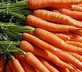CARROTS, LITTLE FINGER, HEIRLOOM, ORGANIC NON GMO SEEDS, DELICIOUS CARROT - Country Creek LLC