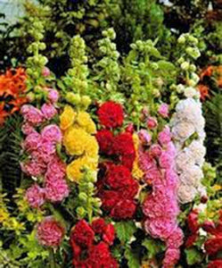 HOLLYHOCK, PINK, RED & YELLOW SEEDS ORGANIC HEIRLOOM,BEAUTIFUL TALL CLUSTERS - Country Creek LLC