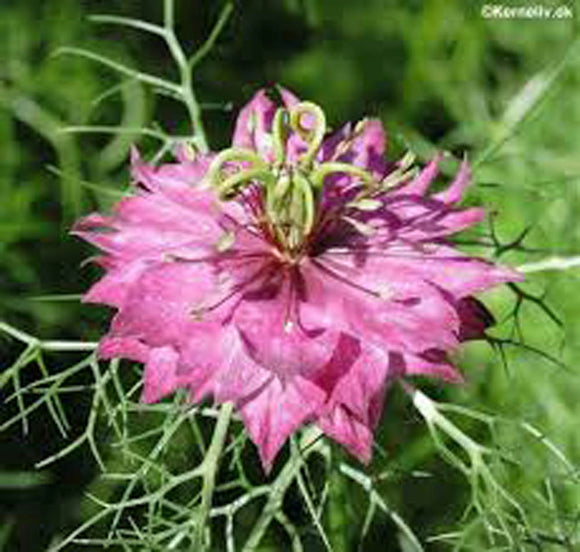 LOVE IN A MIST, SEEDS , BEAUTIFUL RED FLOWER. - Country Creek LLC