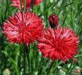 Bachelor Button, Tall Red Seeds, Organic Seeds, Beautiful Bright Blooms, - Country Creek LLC