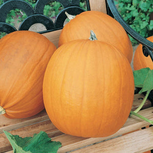 Spooky Pumpkin Seeds- Baking, Growing, non-GMO Seed, Home Garden - Country Creek LLC