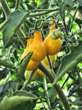 TOMATO,YELLOW PEAR TOMATO SEED, HEIRLOOM, ORGANIC, NON-GMO, 100 SEEDS, TASTY, GREAT FOR SALADS - Country Creek LLC