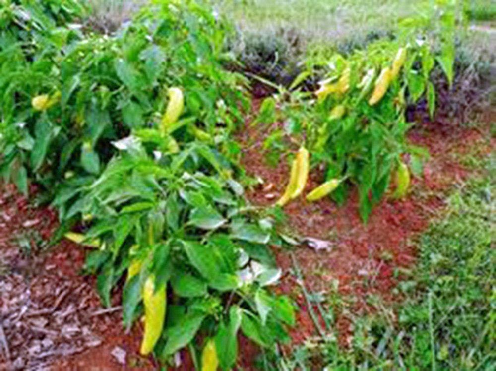 PEPPER, HUNGARIAN SWEET YELLOW WAX, HEIRLOOM, NON-GMO SEEDS, SWEET N TASTY