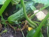 CUCUMBER SEEDS , NATIONAL PICKLING CUCUMBER SEED, HEIRLOOM, ORGANIC , NON-GMOSEEDS, GREAT FOR PICKLING - Country Creek LLC