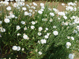 Bachelor Button Seeds, Tall White Seeds, Organic, seeds, Beautiful White colored Blooms. - Country Creek LLC