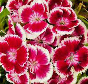 Sweet William Flowers 100+ Seeds Organic, Beautiful Clusters - Country Creek LLC