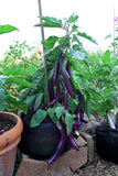 Eggplant Seeds , Long Purple Eggplant seeds, Heirloom, Organic, NON-GMO seeds, - Country Creek LLC