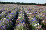 Bachelor Button Seeds, Dwarf Polka Dot Mix Seeds, Organic, seeds, Beautiful Bright Multi colored Blooms. - Country Creek LLC