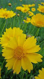 Coreopsis, Lanceleaf Flower Seeds,100 seeds Beautiful Golden-yellow Blooms. - Country Creek LLC