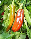 Pepper Mix Garden Seed Collection, Heirloom, Organic  NON-GMO Seeds, 6 Top Varieties - Country Creek LLC