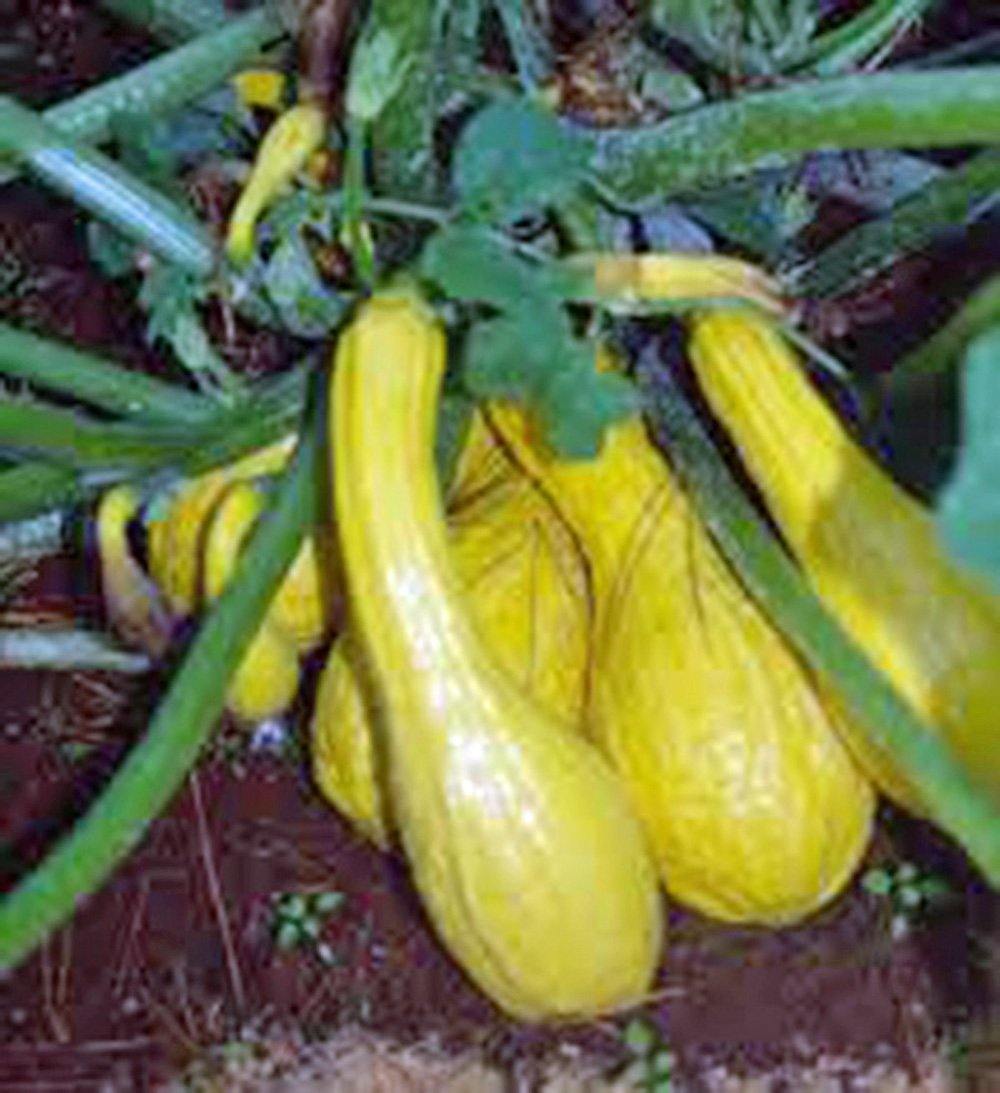 Squash Seeds, Golden Crookneck Squash, Heirloom, NONGMO Seeds