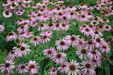 Purple Coneflowers 100+ Seeds Organic, Beautiful Purple Blooms - Country Creek LLC