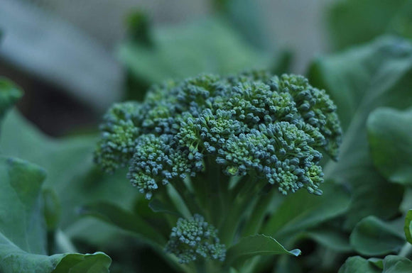 Di Ciccio Broccoli  - Non-GMO - Produces Earthy, Sweet, and mild Flavors with a Continuous Harvest. - Country Creek LLC - Country Creek LLC