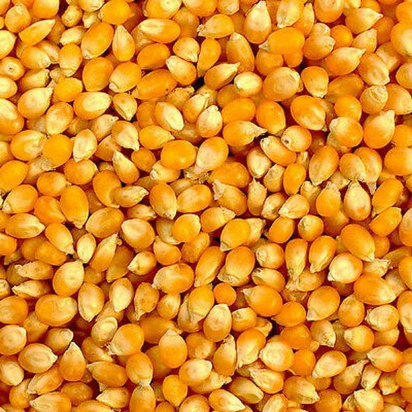 Yellow Popcorn Seed for Growing Heirloom OP Open Pollinated Non-GMO Garden Seed by Country Creek Acres - Country Creek LLC