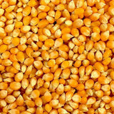 white popcorn seeds for planting Yellow Popcorn Seed for Growing Heirloom OP Open Pollinated Non-GMO Garden Seed by Country Creek Acres 25 Seeds