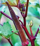 Okra Seed, Red Burgundy, Heirloom, Organic, NON-GMO Seeds, Garden Okra Seed - Country Creek LLC