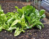 Swiss Chard Seeds , Perpetual Spinach Heirloom, Organic , NON-GMO SEEDS - Country Creek LLC