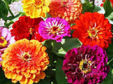 California Giant Zinnia Flower seeds Seeds Organic, Beautiful Bright Crisp Colors - Country Creek LLC